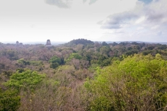 Tikal-7