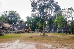 Tikal-9